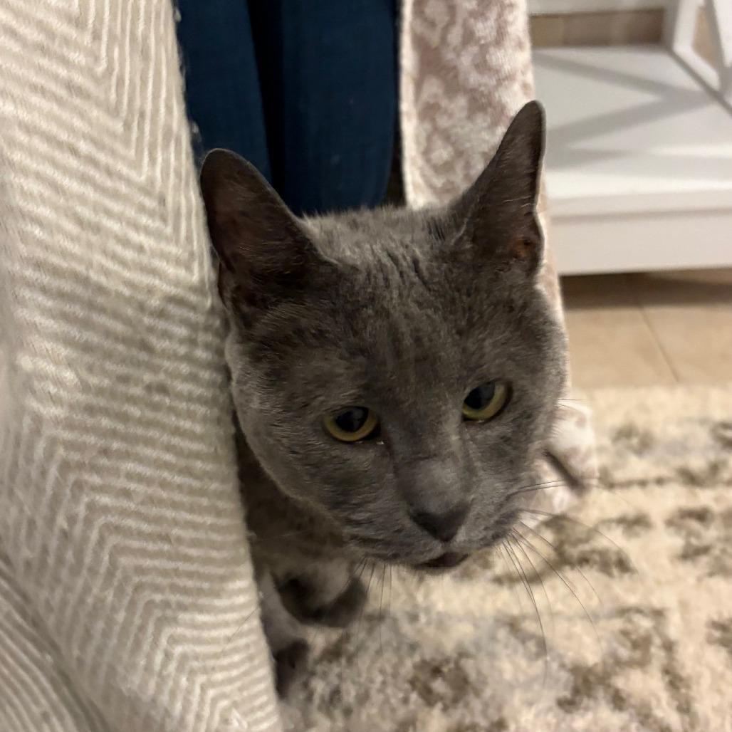 Barbara, Adoptable, Senior Female Russian Blue.