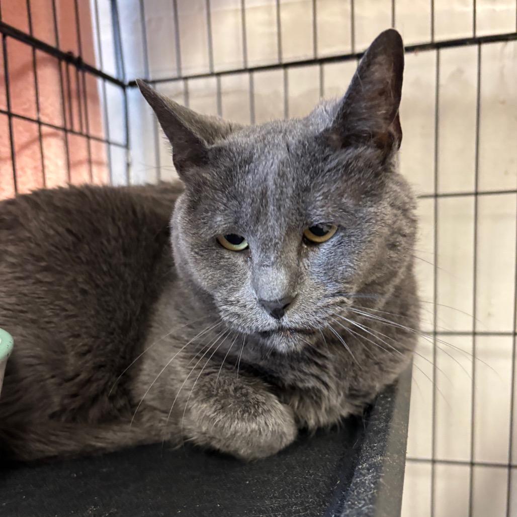 Enlarge Barbara, a Adoptable Russian Blue in Webster, TX image 2/4