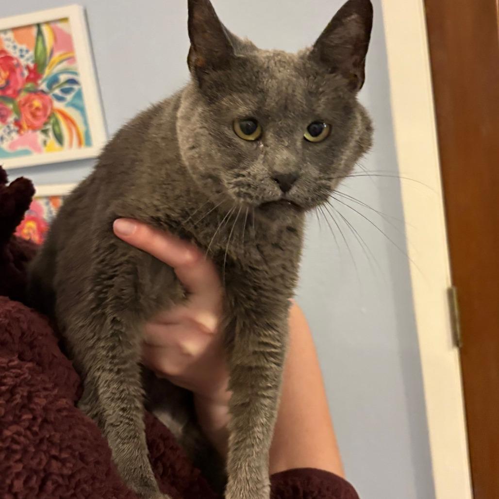 Enlarge Barbara, a Adoptable Russian Blue in Webster, TX image 3/4