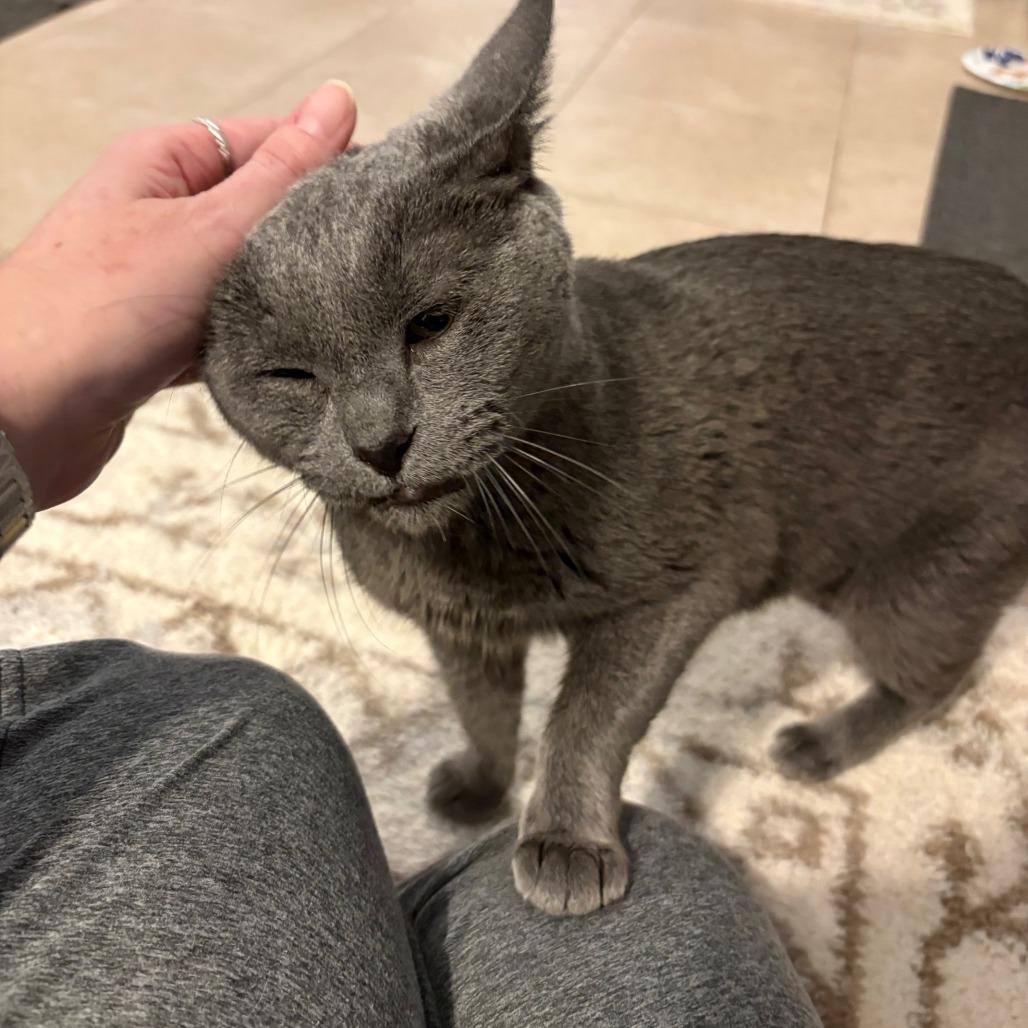 Enlarge Barbara, a Adoptable Russian Blue in Webster, TX image 4/4