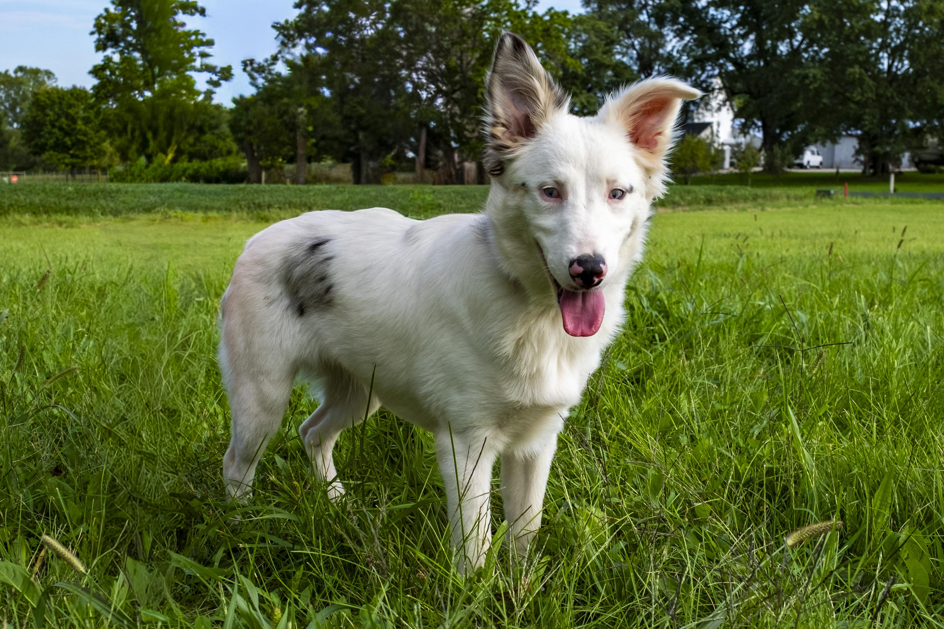 Rabbit, ADOPTABLE, Puppy Female Australian Shepherd.