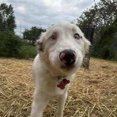 Enlarge Rabbit, a ADOPTABLE Australian Shepherd in Muncie, IN image 5/5