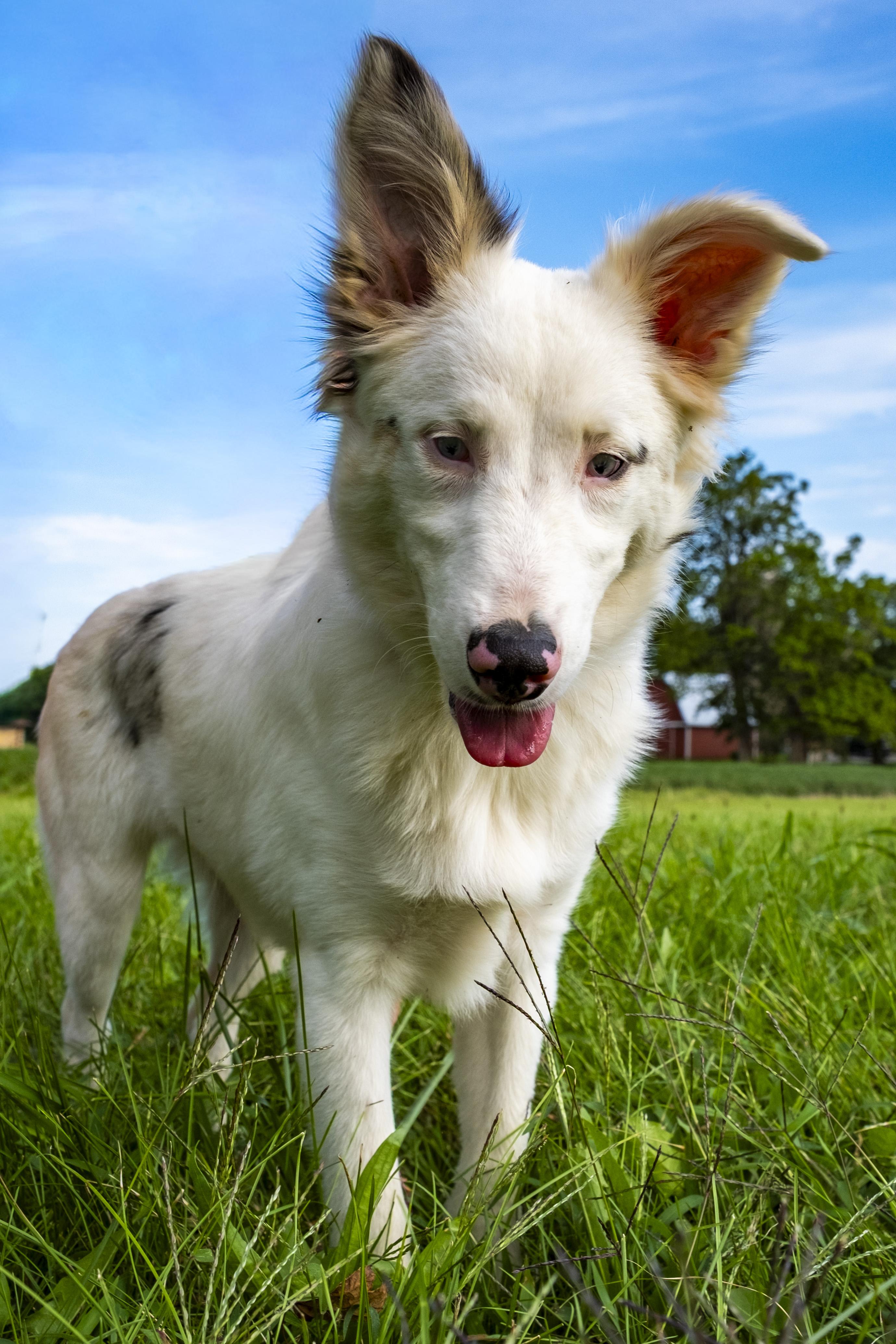 Enlarge Rabbit, a ADOPTABLE Australian Shepherd in Muncie, IN image 4/5