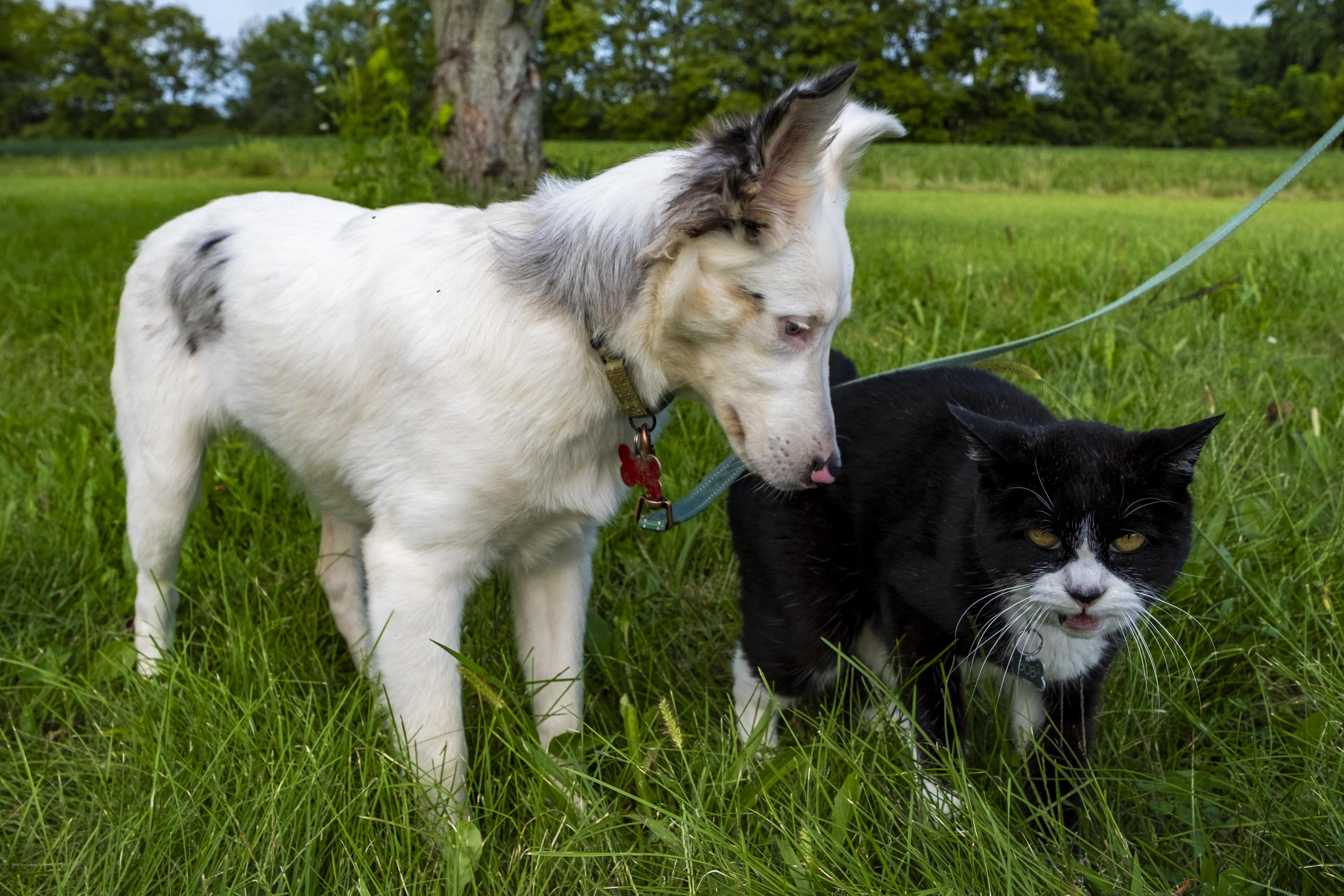 Enlarge Rabbit, a ADOPTABLE Australian Shepherd in Muncie, IN image 3/5