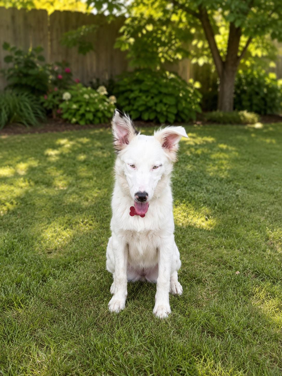 Enlarge Rabbit, a ADOPTABLE Australian Shepherd in Muncie, IN image 2/5