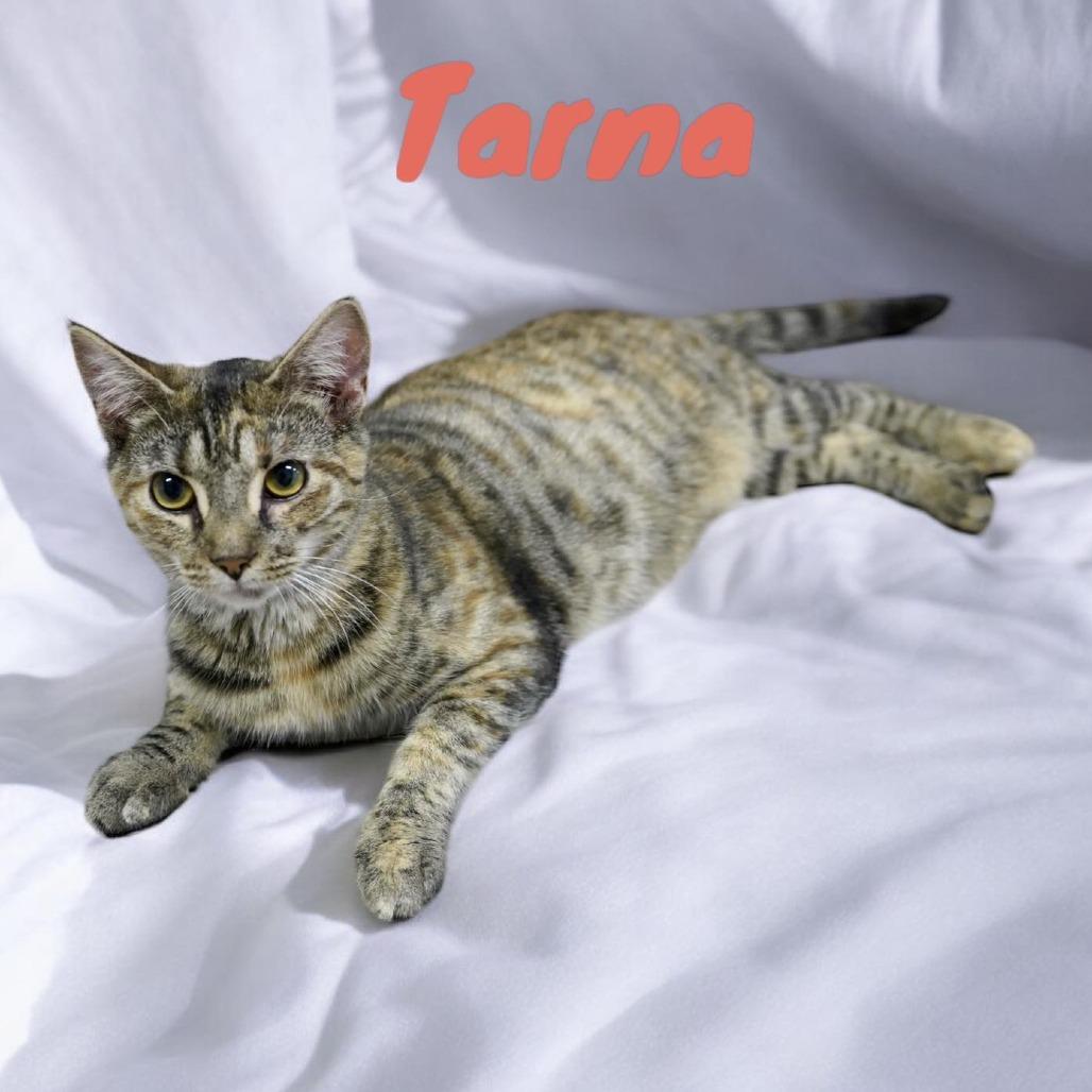 Tarna, Adoptable, Adult Female American Shorthair.