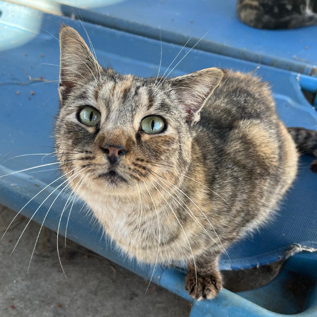 Enlarge Tarna, a Adoptable American Shorthair in Nashville, GA image 2/2
