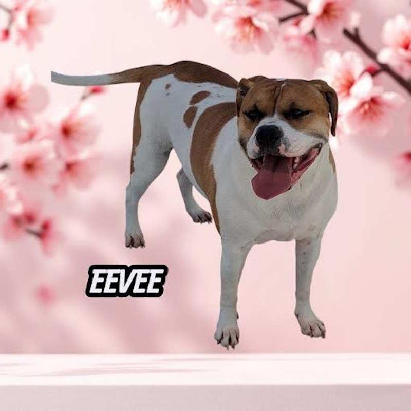 Enlarge Eevee, a Adoptable mixed breed in York, NE image 1/1