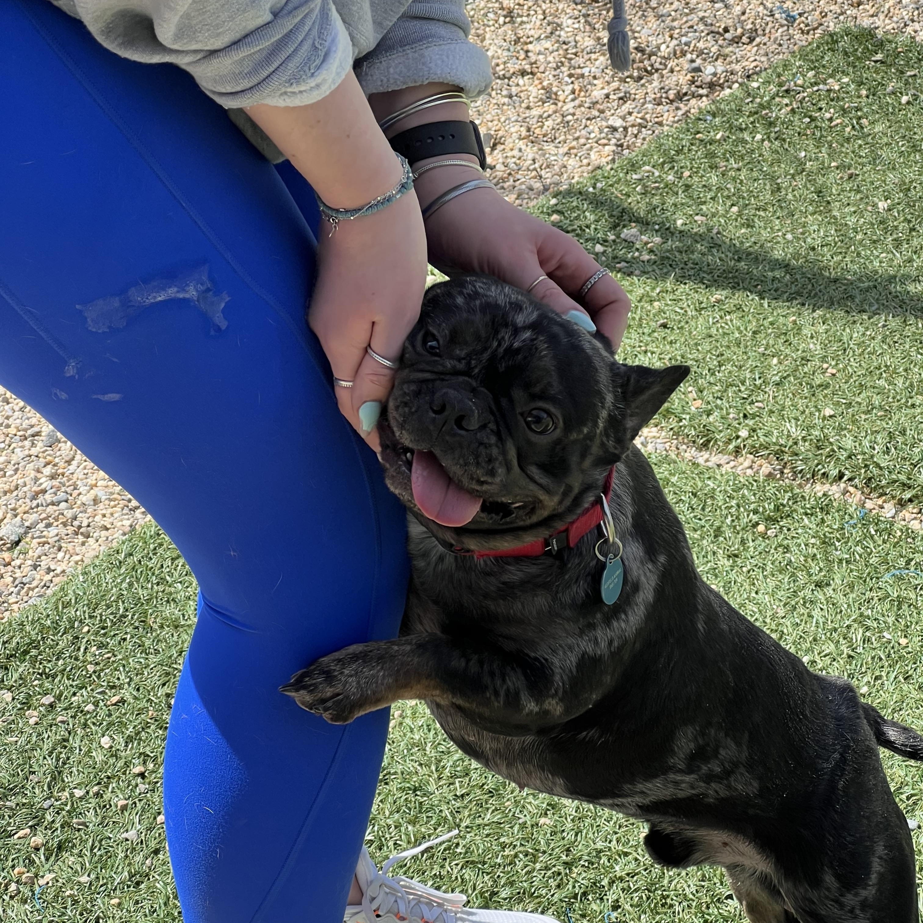 Enlarge Herbert, a ADOPTABLE French Bulldog in Medfield, MA image 2/5