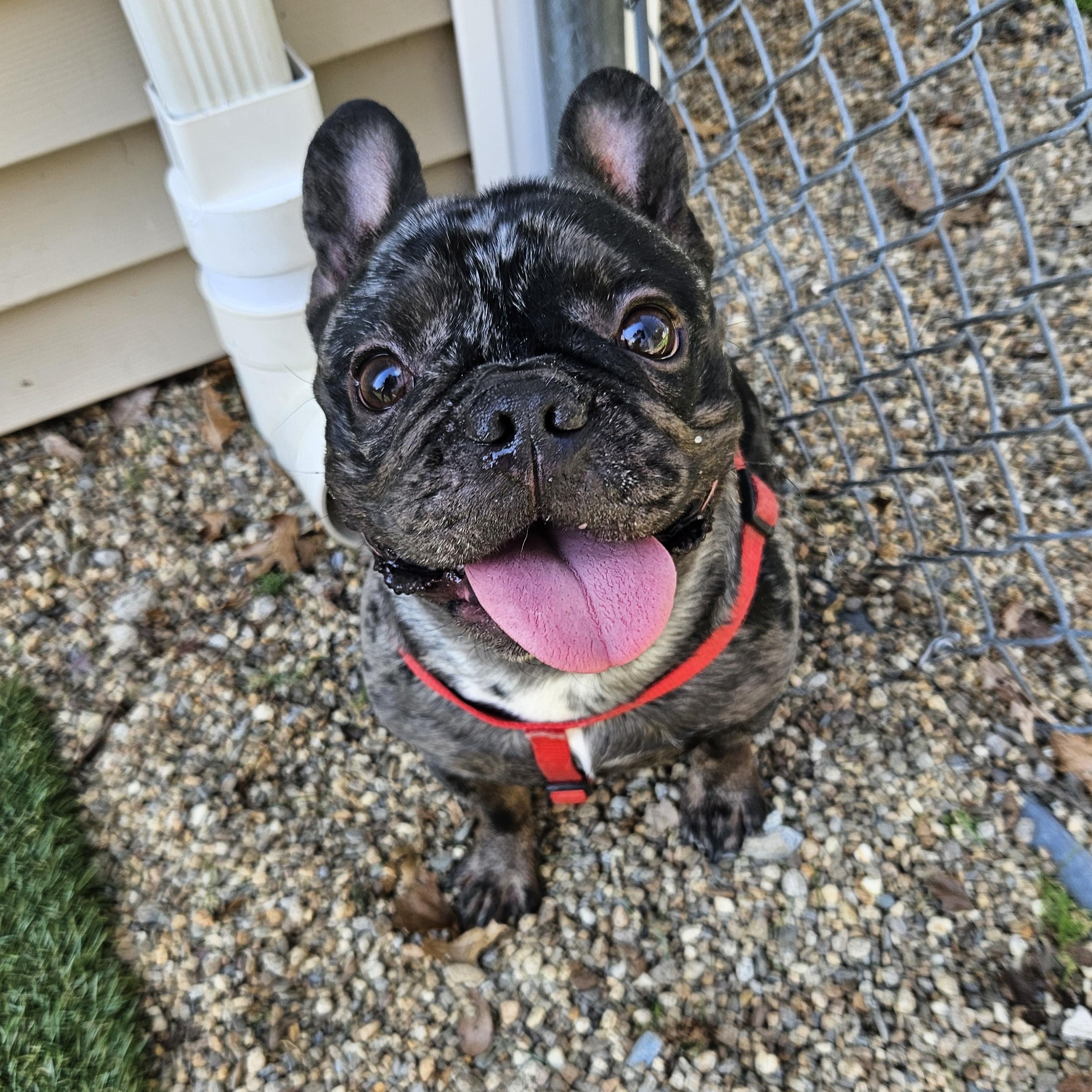 Enlarge Herbert, a ADOPTABLE French Bulldog in Medfield, MA image 3/5