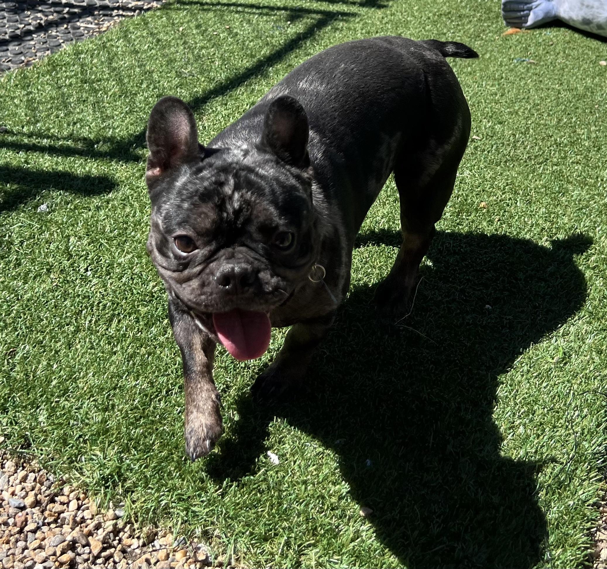 Enlarge Herbert, a ADOPTABLE French Bulldog in Medfield, MA image 5/5