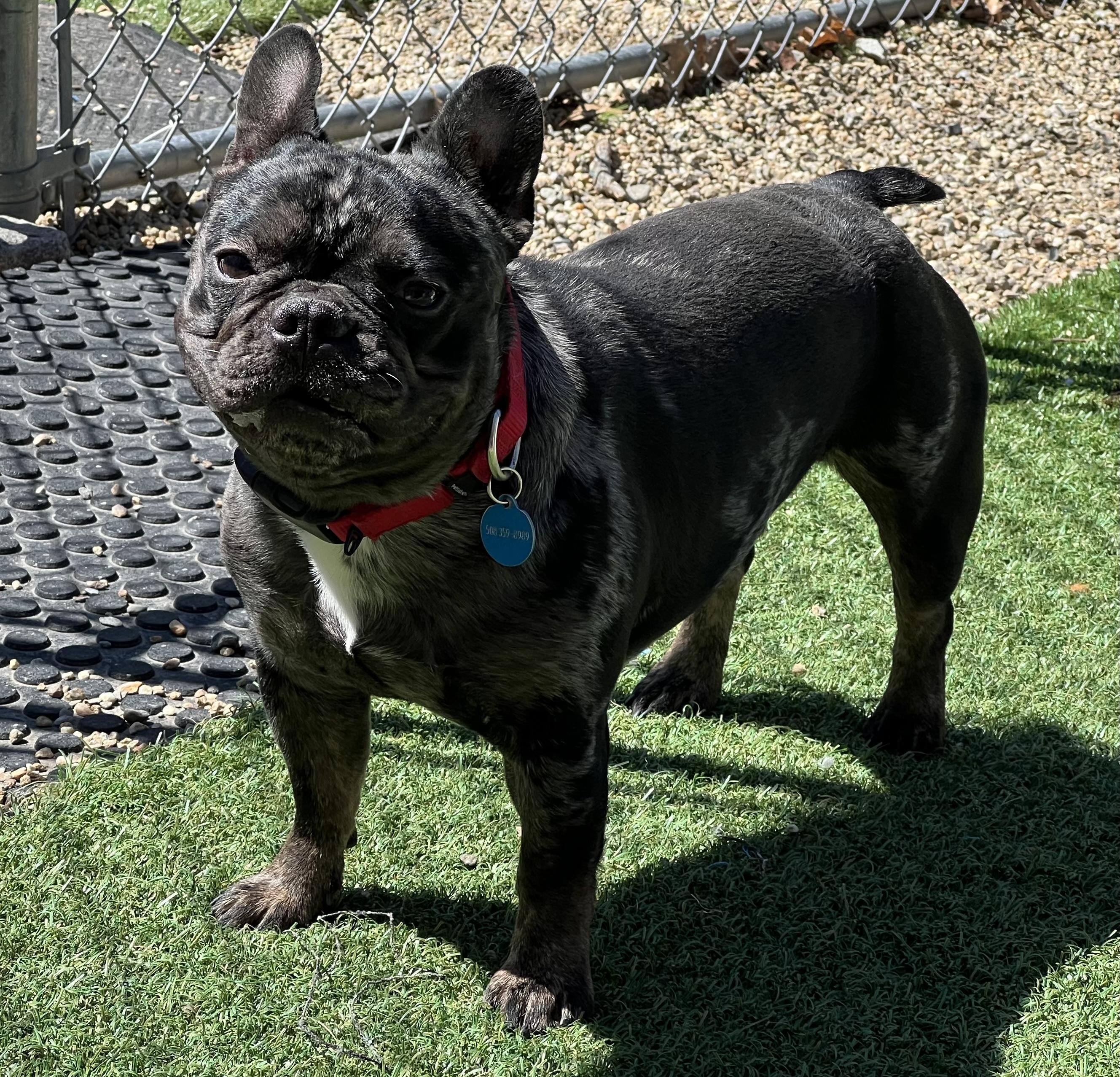 Herbert, ADOPTABLE, Adult Male French Bulldog.