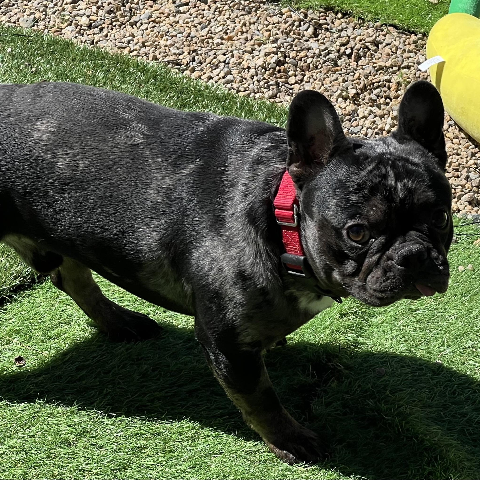 Enlarge Herbert, a ADOPTABLE French Bulldog in Medfield, MA image 4/5