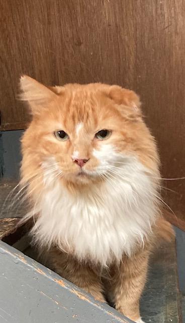 Sherman, Adopted, Young Male Domestic Long Hair.