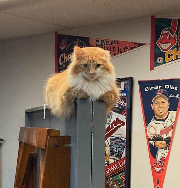 Enlarge Sherman, a Adopted Domestic Long Hair in Macedonia, OH image 2/2