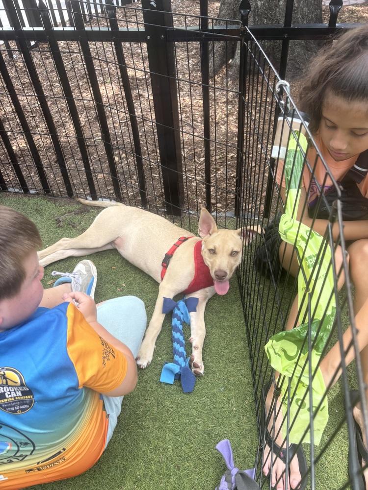 Chino, a Adoptable mixed breed in Orlando, FL image 1/6