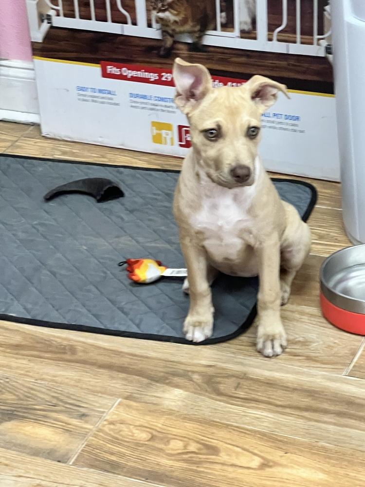 Chino, a Adoptable mixed breed in Orlando, FL image 1/6