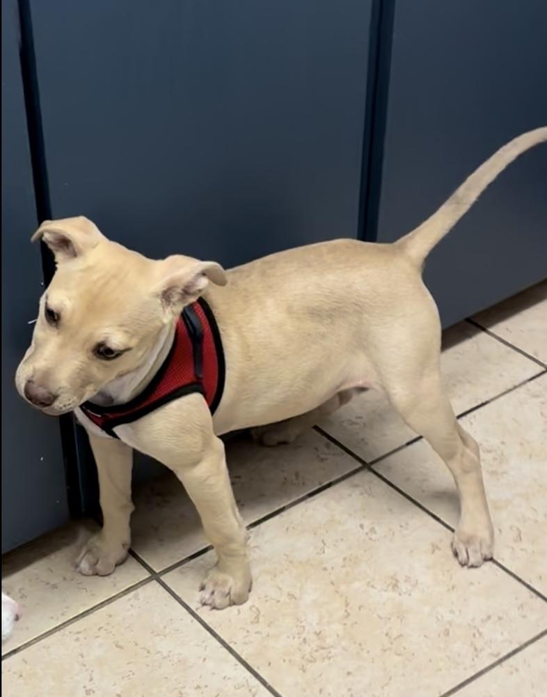 Chino, a Adoptable mixed breed in Orlando, FL image 2/6