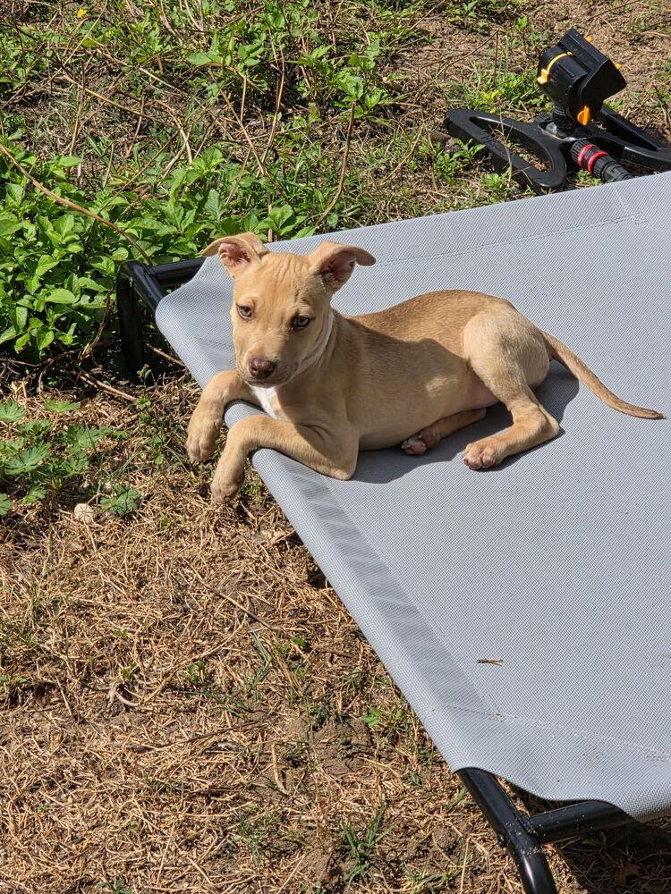 Chino, a Adoptable mixed breed in Orlando, FL image 3/6