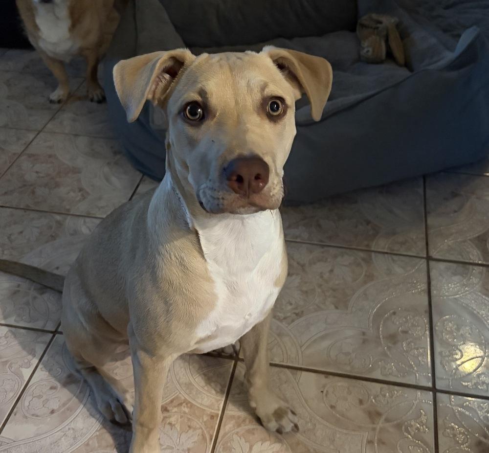 Chino, a Adoptable mixed breed in Orlando, FL image 3/6