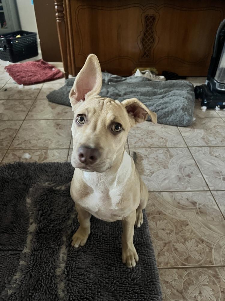 Enlarge Chino, a Adoptable mixed breed in Orlando, FL image 4/6