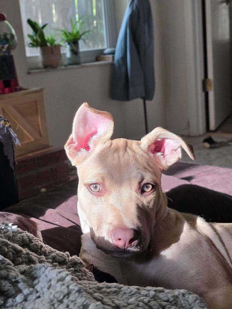 Enlarge Chino, a Adoptable mixed breed in Orlando, FL image 5/6