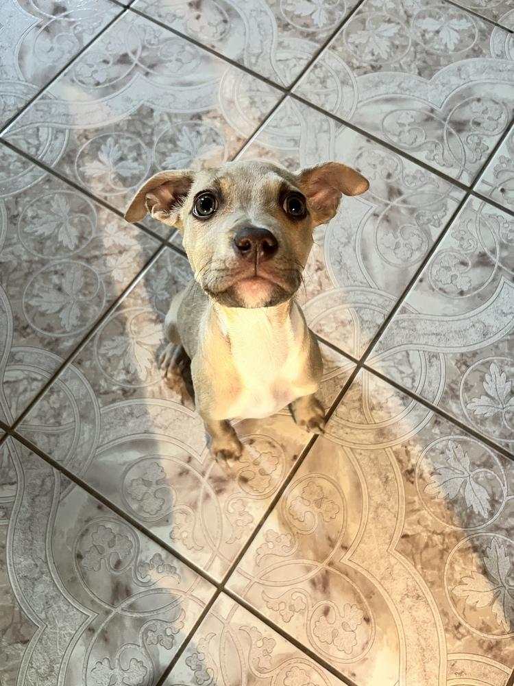 Chino, a Adoptable mixed breed in Orlando, FL image 4/6