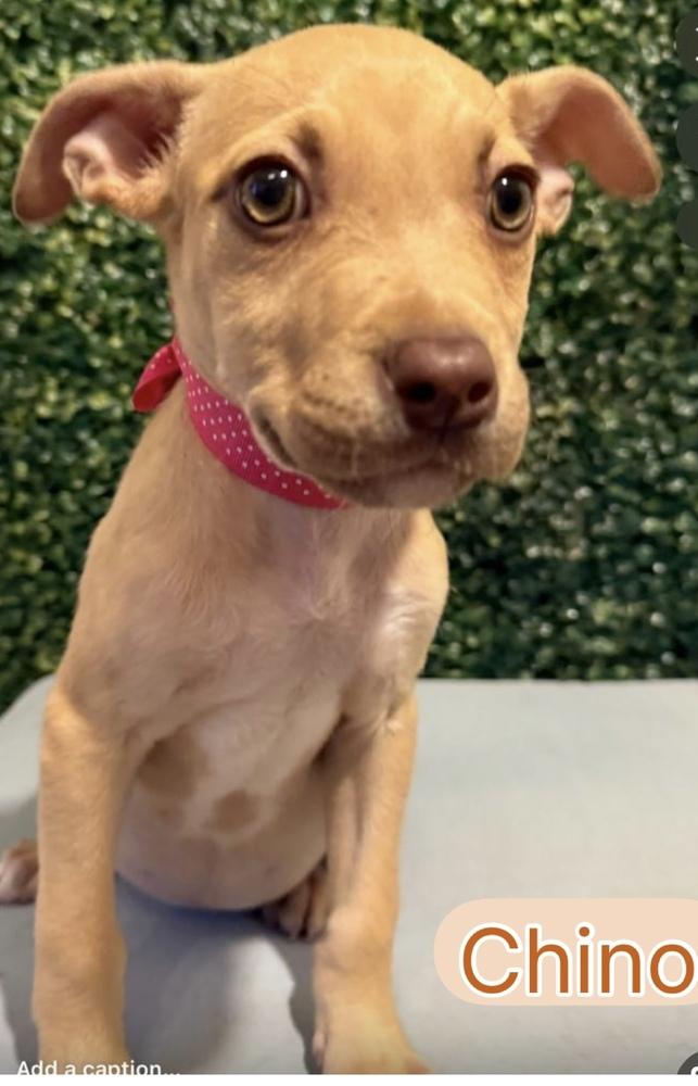 Chino, a Adoptable mixed breed in Orlando, FL image 5/6
