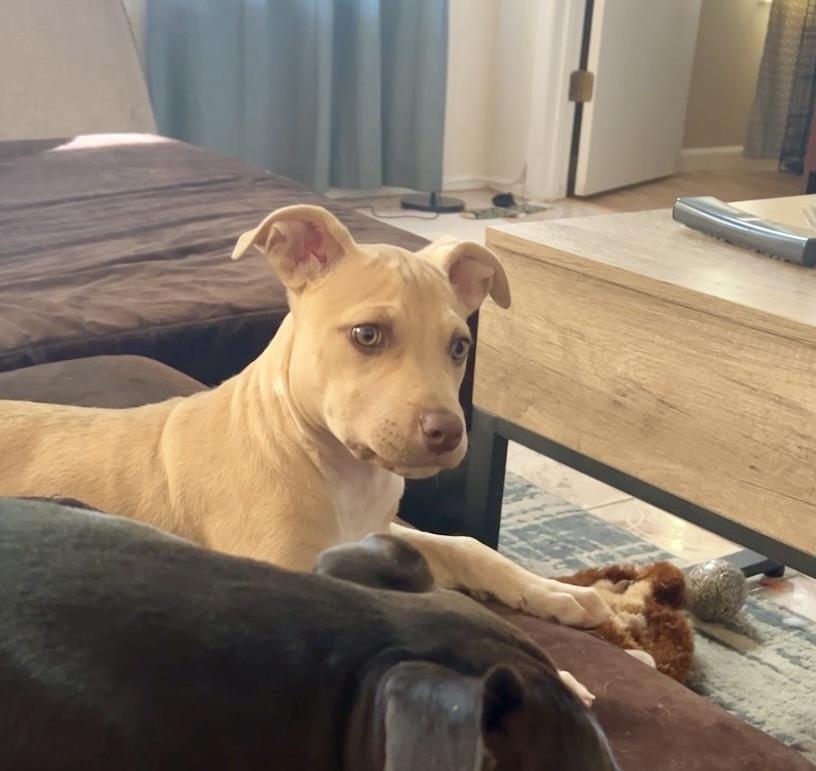 Chino, a Adoptable mixed breed in Orlando, FL image 6/6