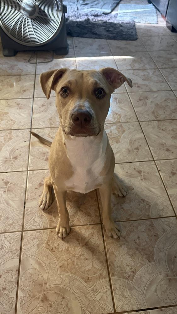 Chino, a Adoptable mixed breed in Orlando, FL image 6/6