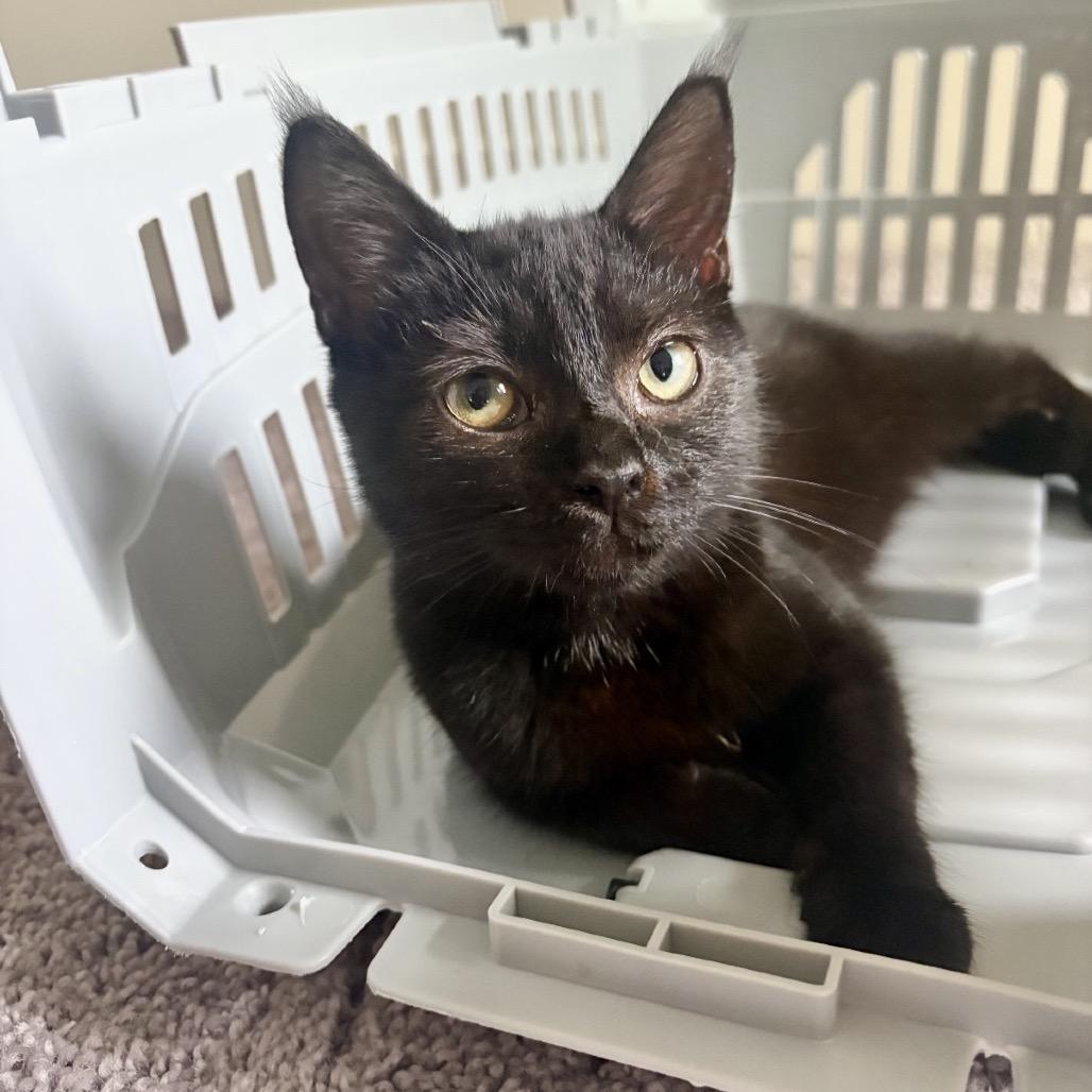 Oreo, Adoptable, Kitten Female Domestic Short Hair.