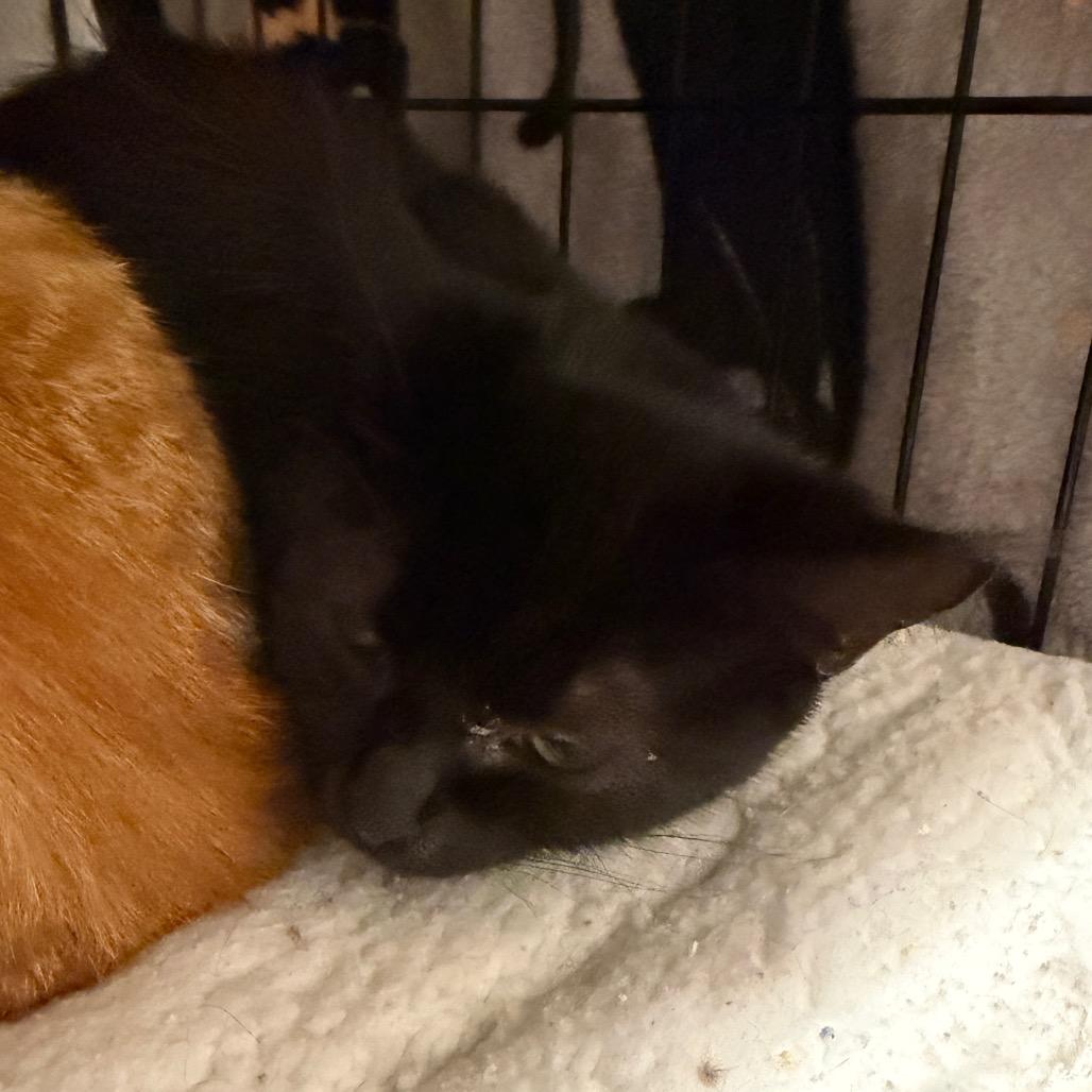 Enlarge Oreo, a Adoptable Domestic Short Hair in Middleburg Heights , OH image 3/4