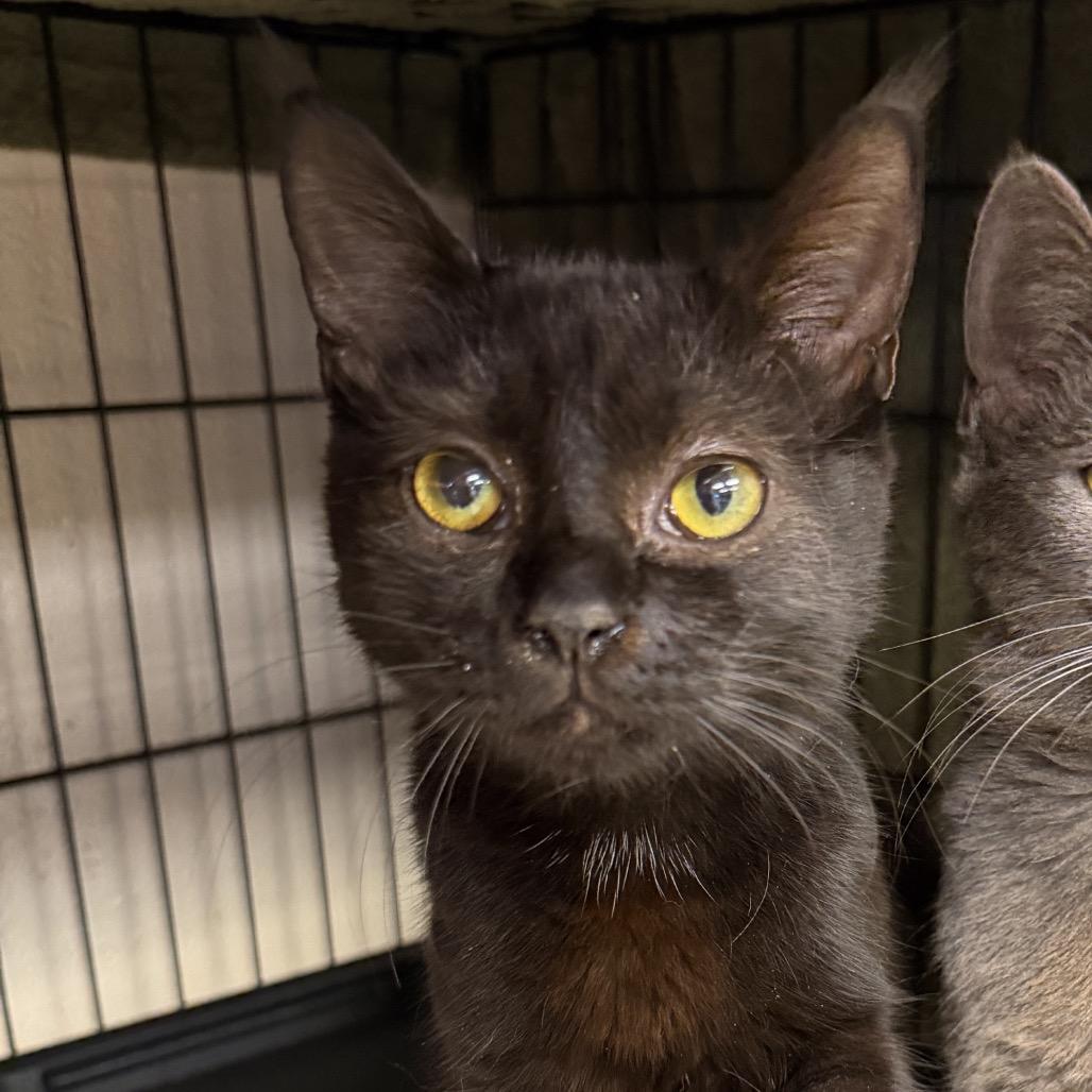 Enlarge Oreo, a Adoptable Domestic Short Hair in Middleburg Heights , OH image 4/4