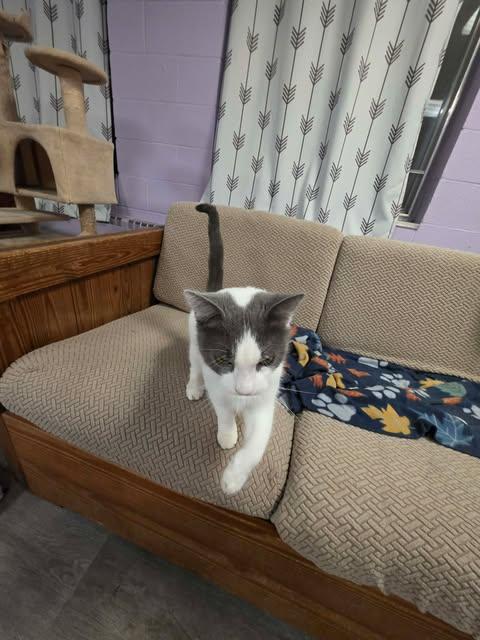 Enlarge Quartz, a ADOPTABLE Domestic Short Hair in Fulton, NY image 3/5