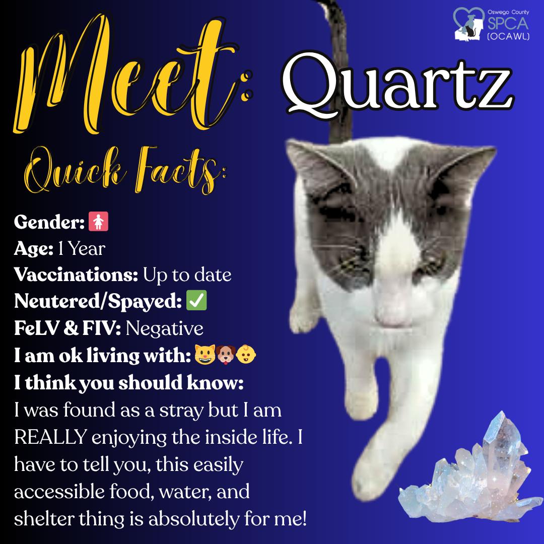 Quartz, ADOPTABLE, Adult Female Domestic Short Hair.