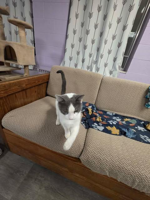 Enlarge Quartz, a ADOPTABLE Domestic Short Hair in Fulton, NY image 5/5