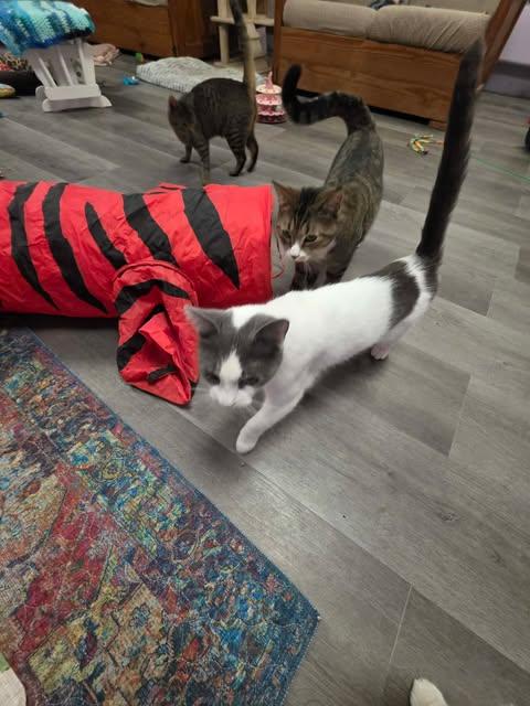 Enlarge Quartz, a ADOPTABLE Domestic Short Hair in Fulton, NY image 2/5