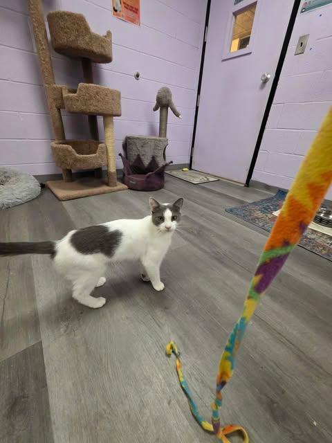 Enlarge Quartz, a ADOPTABLE Domestic Short Hair in Fulton, NY image 4/5