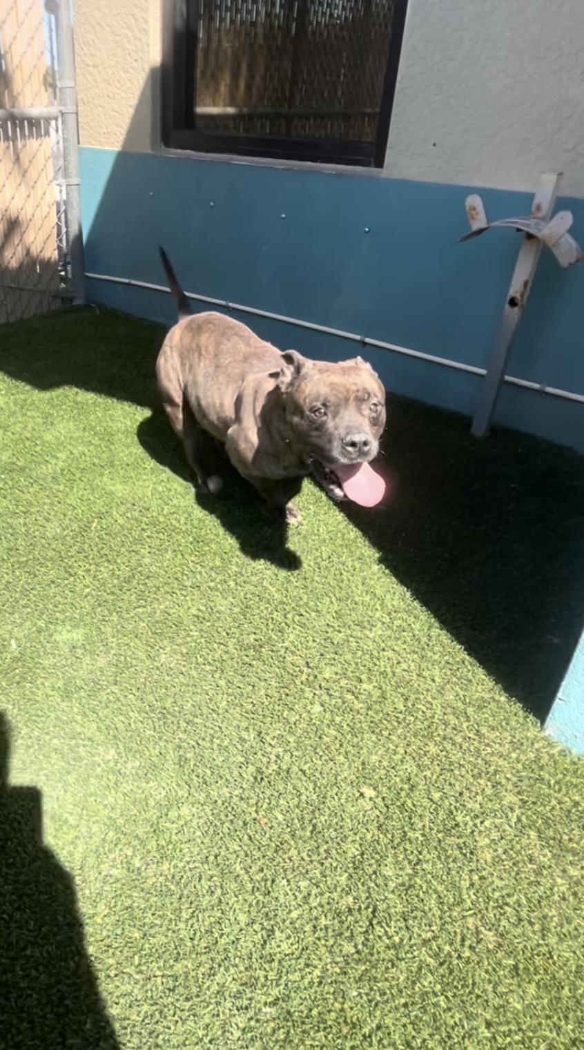 Winifred, Adoptable, Adult Female Pit Bull Terrier.