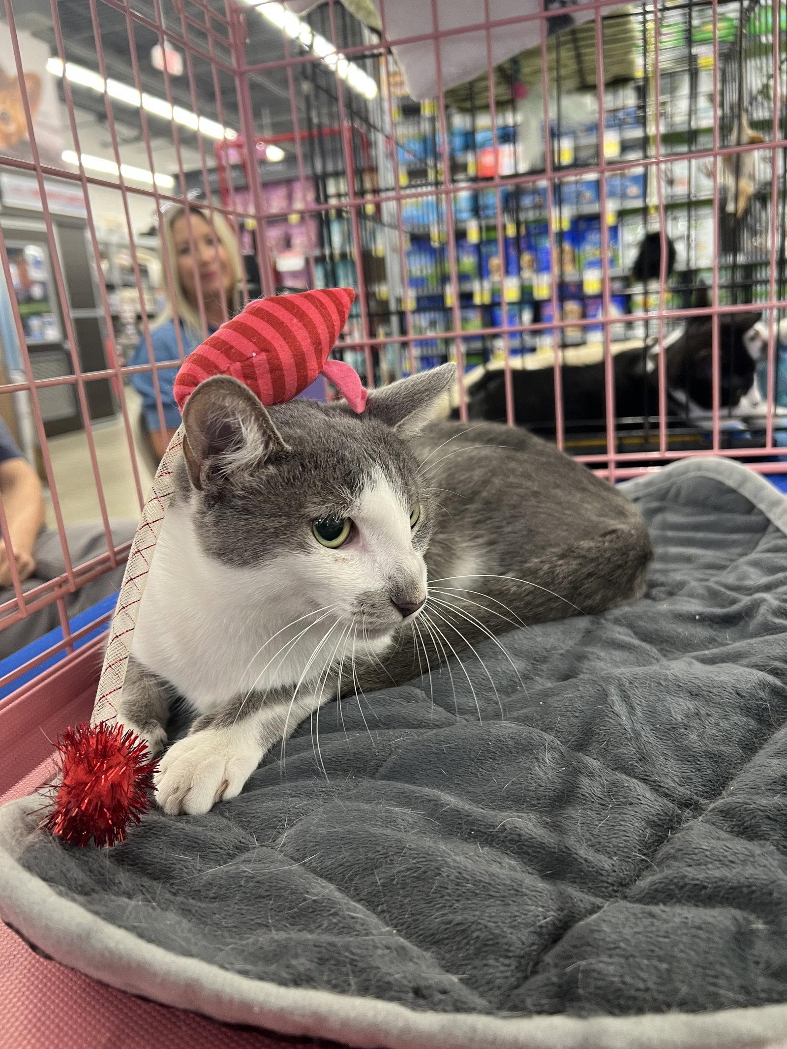 Bebe, Adopted, Young Male Domestic Short Hair.