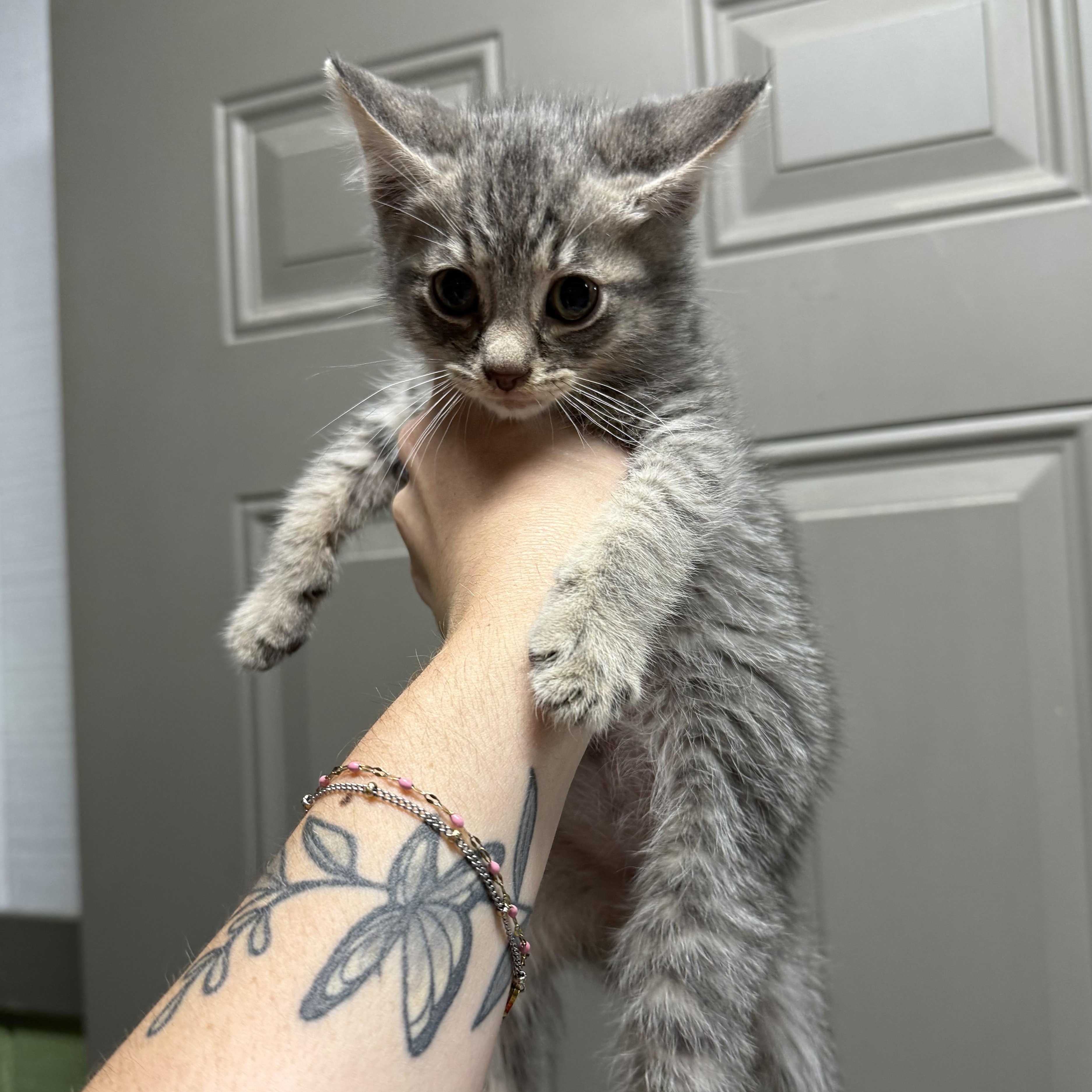 Colada, Adopted, Young Male Domestic Short Hair.