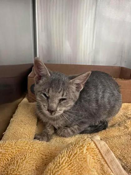 Puzzle, Adoptable, Kitten Male Domestic Short Hair & Domestic Short Hair.