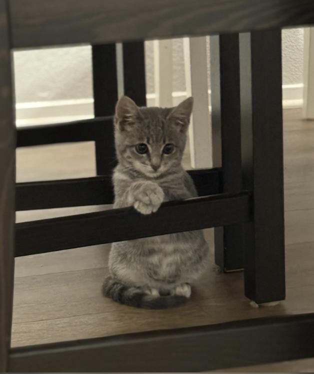 Enlarge Skoshi, an adopted Domestic Short Hair in Davis, CA image 1/4