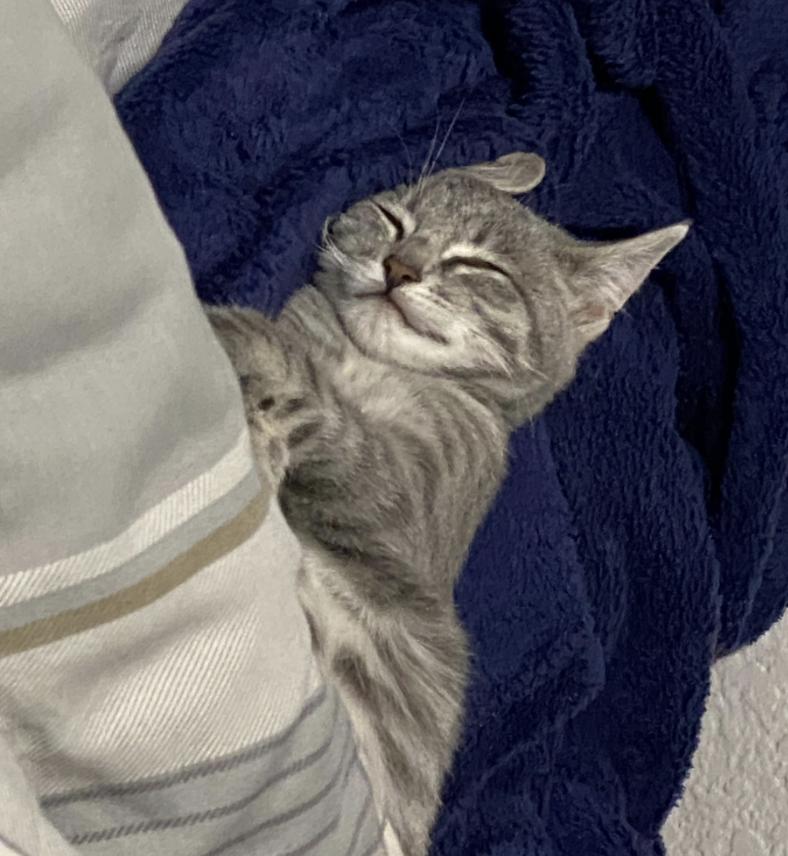 Enlarge Skoshi, an adopted Domestic Short Hair in Davis, CA image 2/4