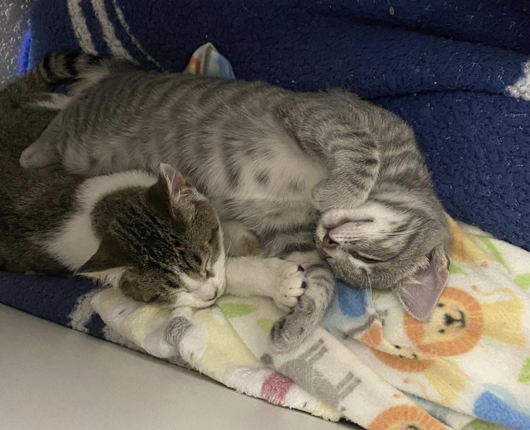 Enlarge Skoshi, an adopted Domestic Short Hair in Davis, CA image 3/4