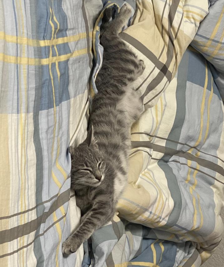 Enlarge Skoshi, an adopted Domestic Short Hair in Davis, CA image 4/4