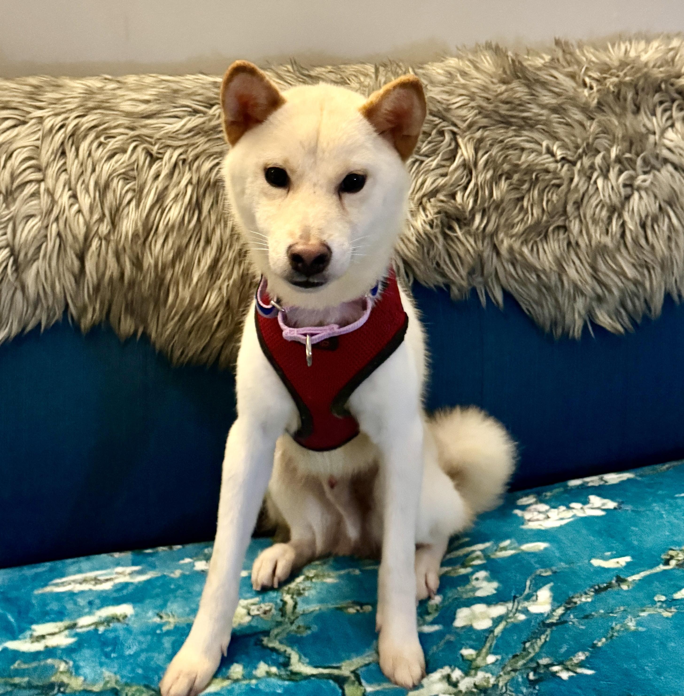 Byredo, a Adopted Shiba Inu in Vancouver, BC image 1/6