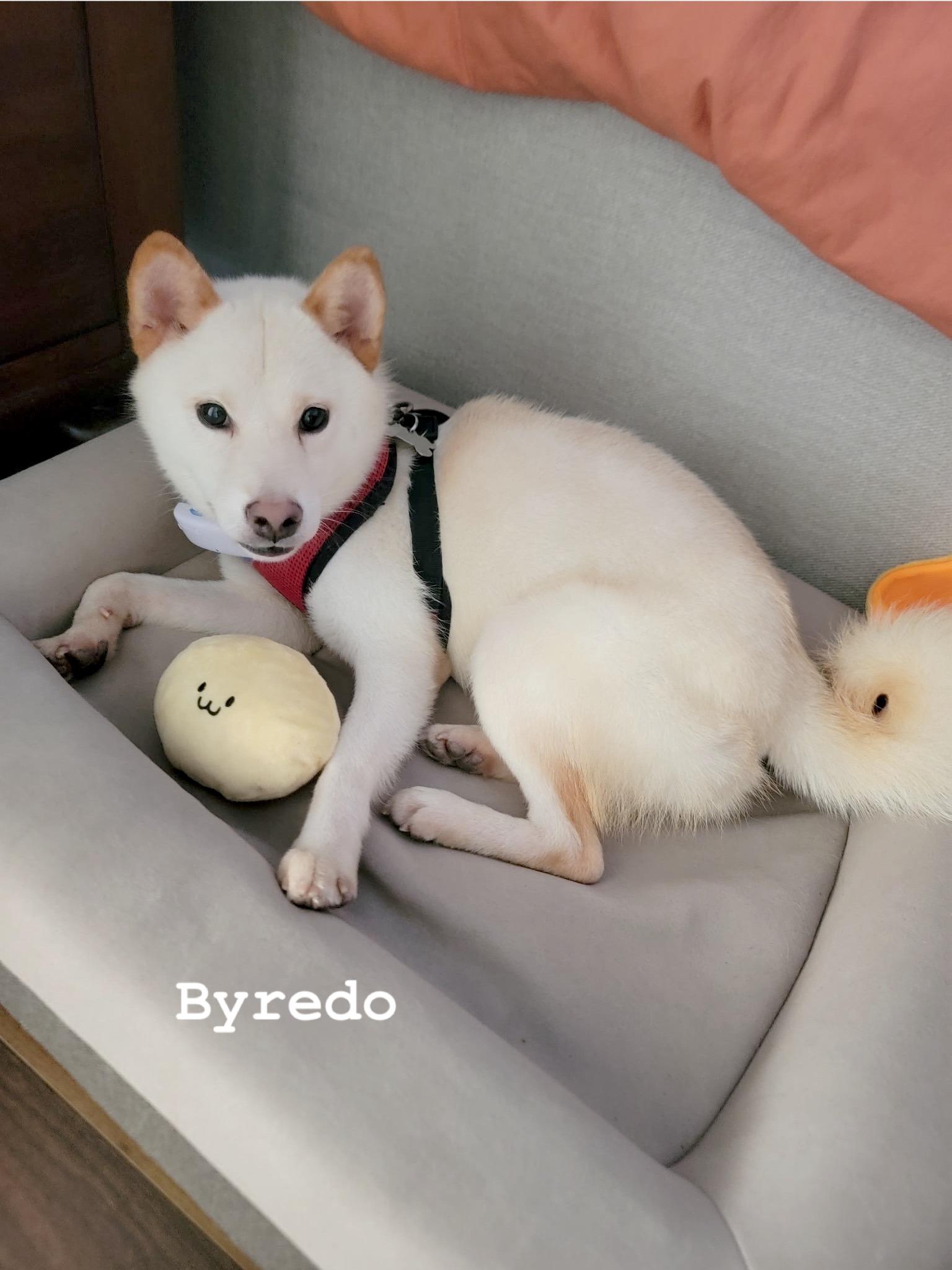 Byredo, a Adopted Shiba Inu in Vancouver, BC image 2/6