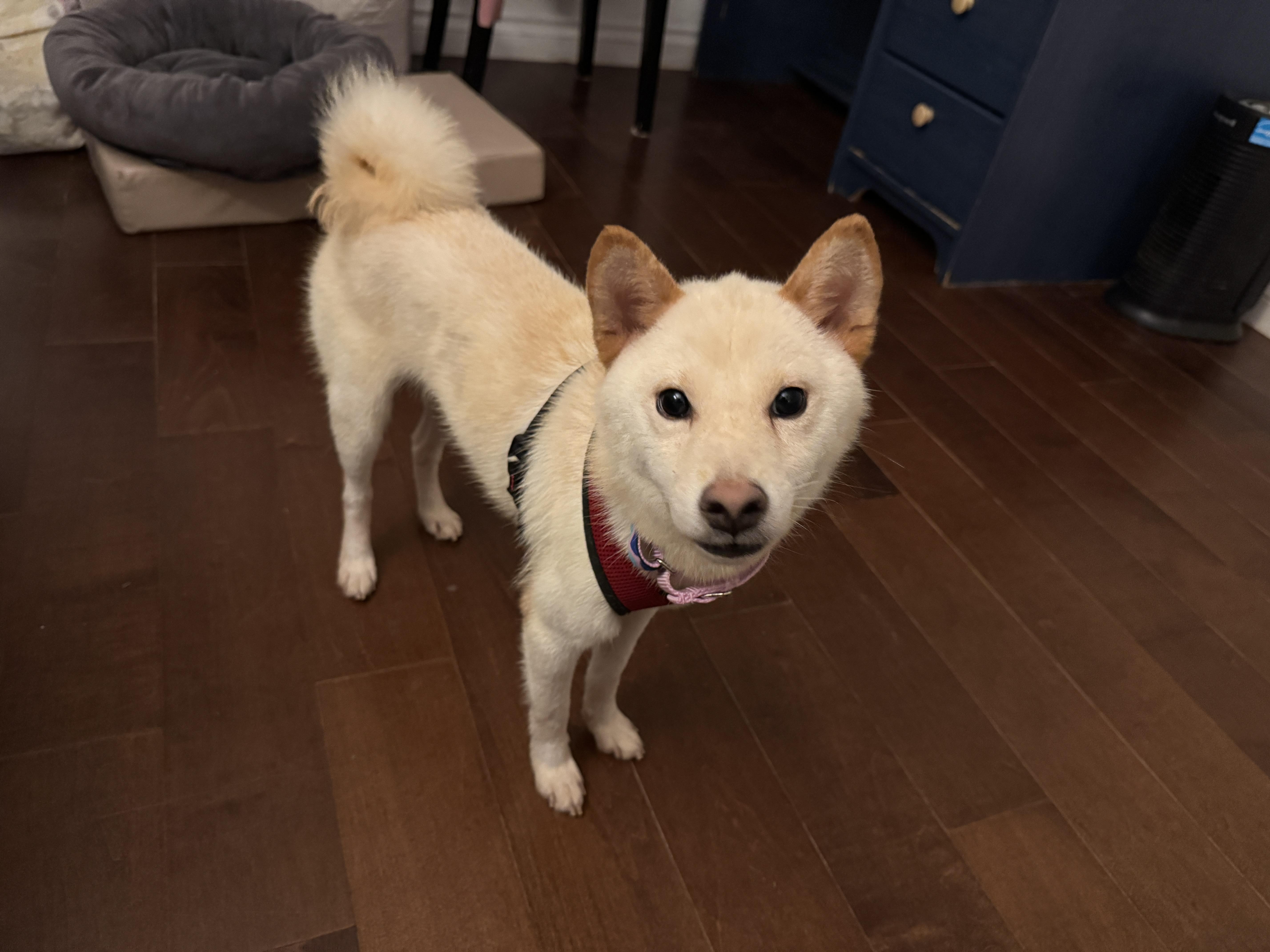 Byredo, a Adopted Shiba Inu in Vancouver, BC image 4/6