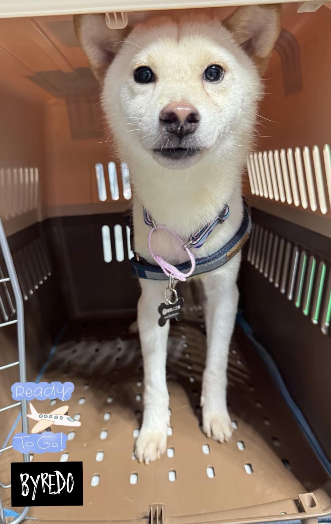 Byredo, a Adopted Shiba Inu in Vancouver, BC image 5/6